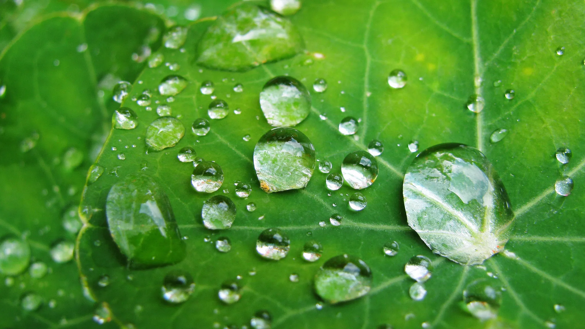 &#39;<a href="https://flickr.com/photos/uncoolbob/14342874746" title="Raindrops on Nasturtiums, Whiskers on Gerbils">Raindrops on Nasturtiums, Whiskers on Gerbils</a> by <a href="https://flickr.com/people/uncoolbob">uncoolbob</a> is licensed under <a href="https://creativecommons.org/licenses/by-nc/2.0/">CC BY-NC</a>&#39;